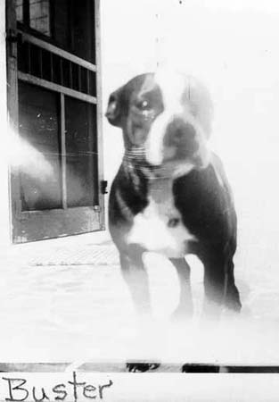 09_Buster_Boston_Terrier